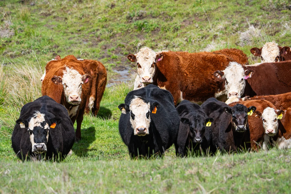 Additional image 17 of 2 Hibbersons Road, Tallangatta South VIC 3701