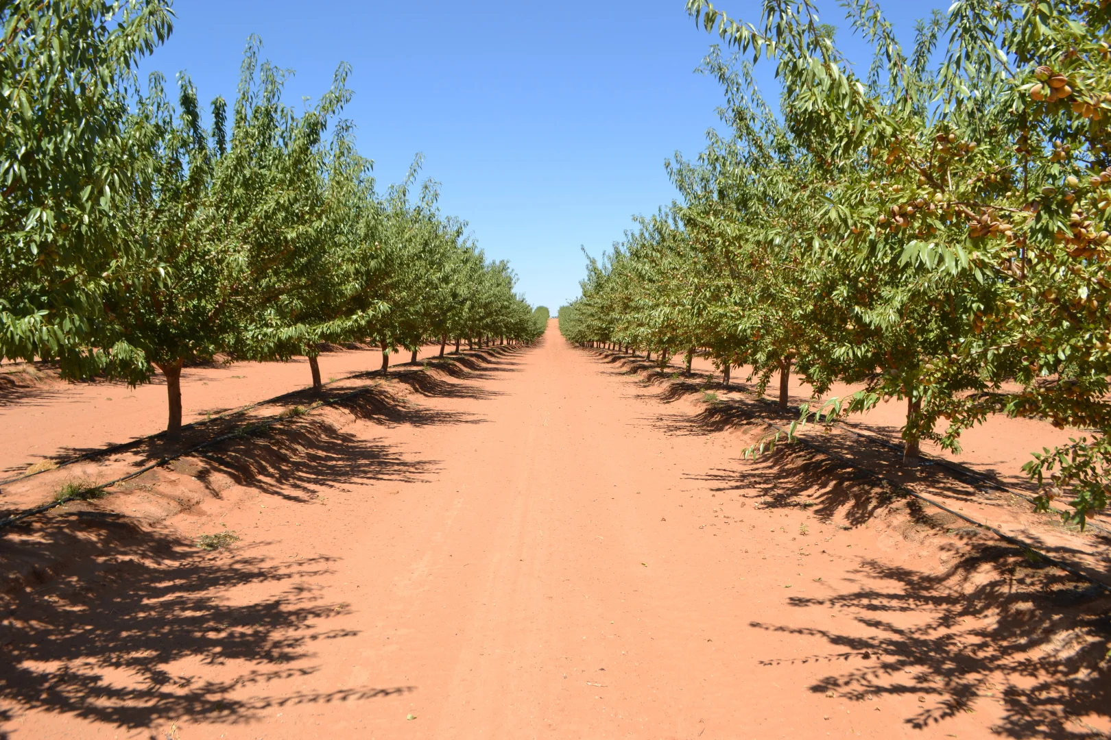 Additional image 11 of 971 Wilga Road, Red Cliffs VIC 3496