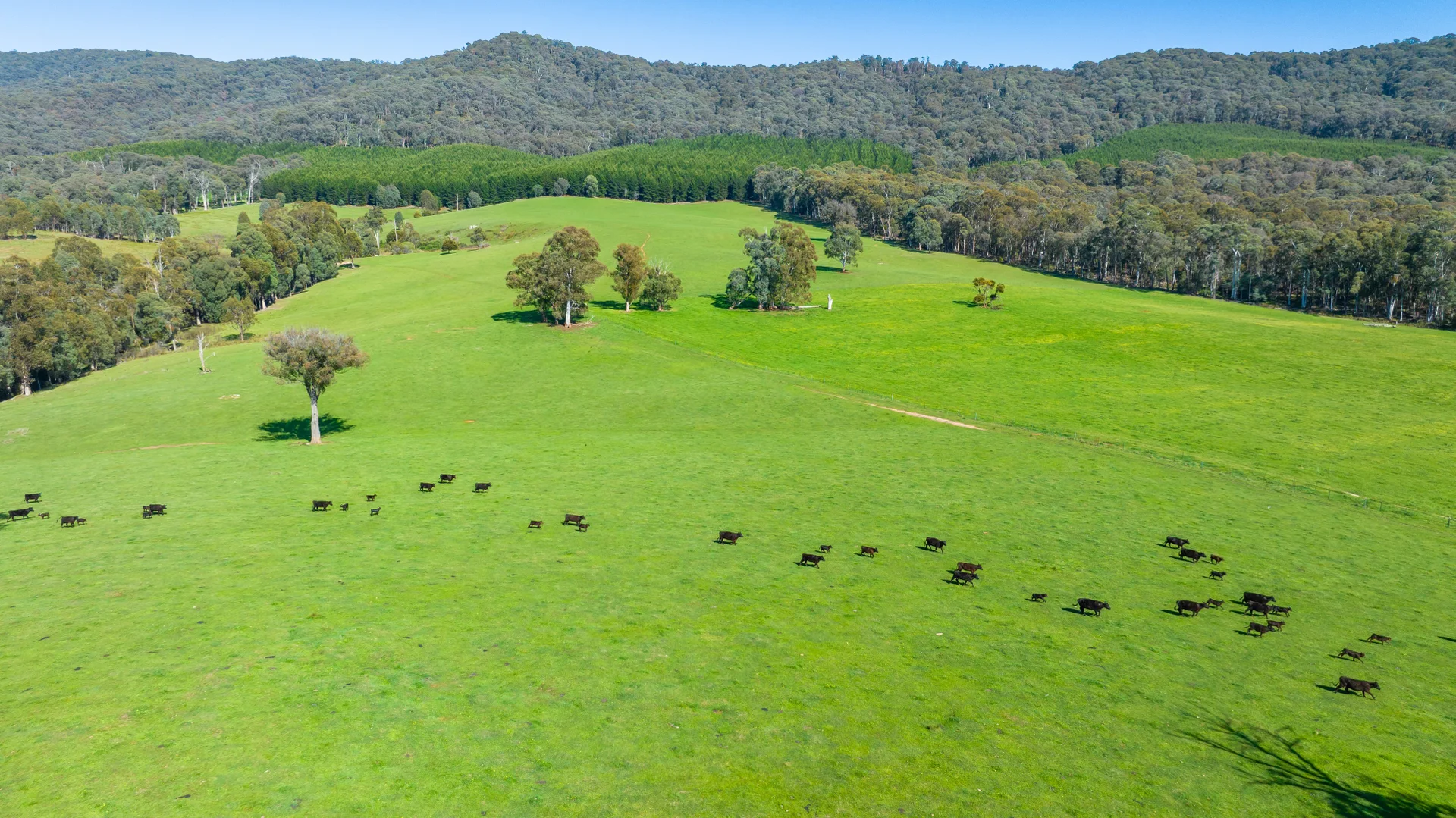 Additional image 8 of 130 Martin Lane, Yackandandah VIC 3749