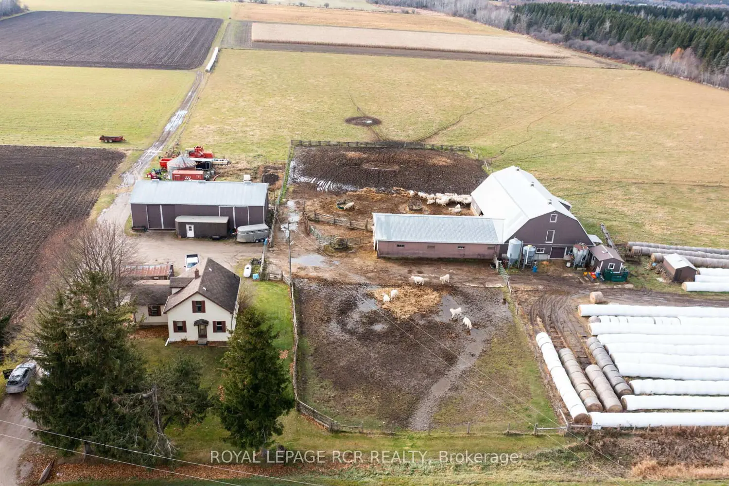 Additional image 3 of 553456 Mono Amaranth Townline