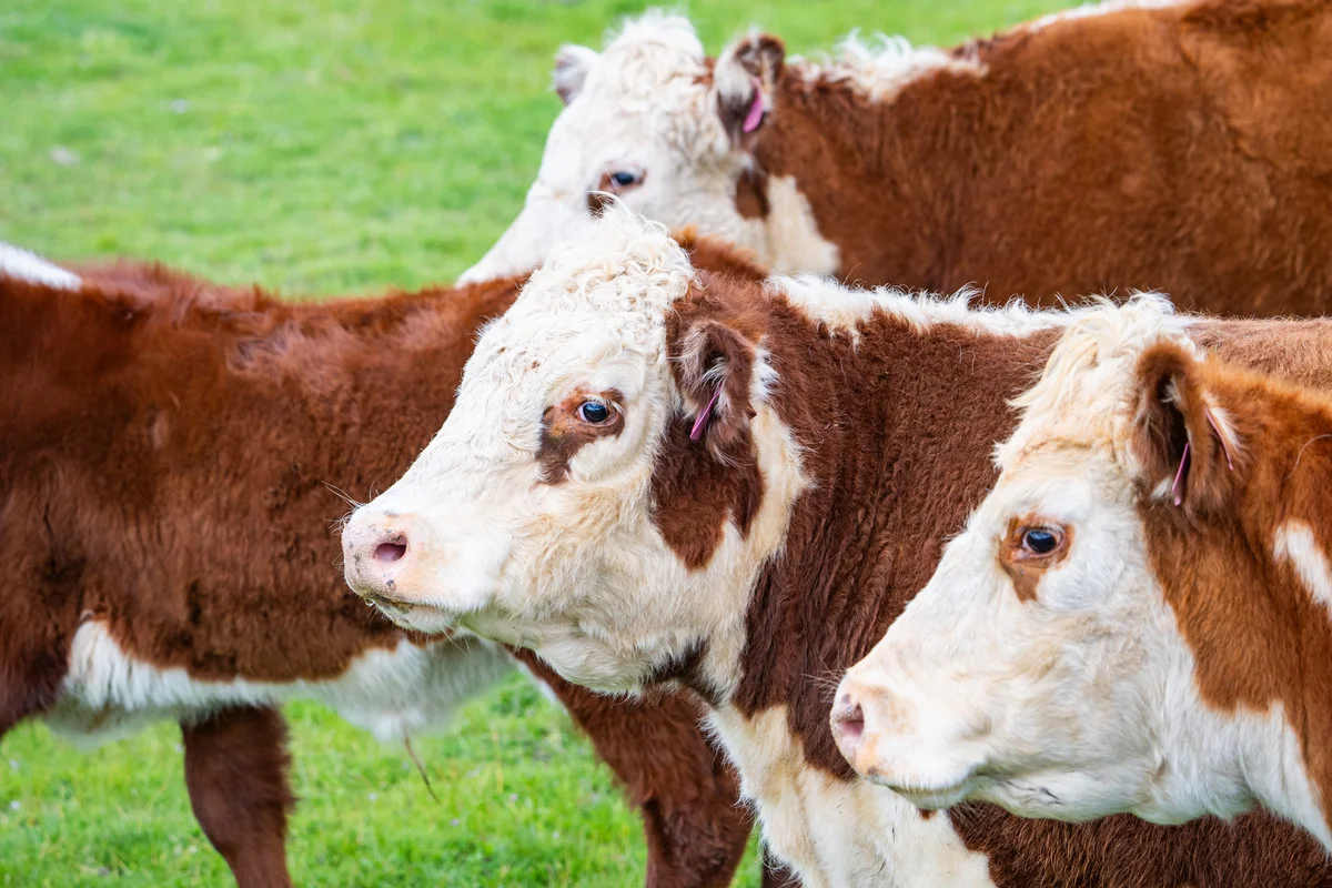 Additional image 14 of 2 Hibbersons Road, Tallangatta South VIC 3701