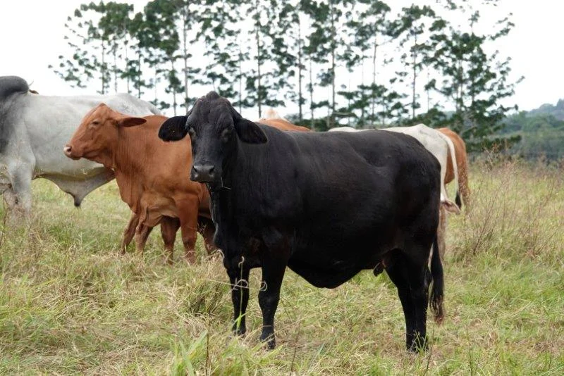 Additional image 8 of 1297 Mossman-Mount Molloy Road, Julatten QLD 4871