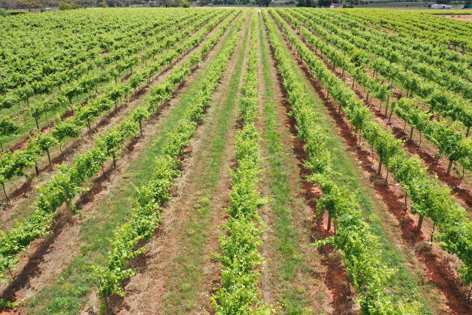 Additional image 3 of Lot 2/70 Belar Avenue Extension, Irymple VIC 3498