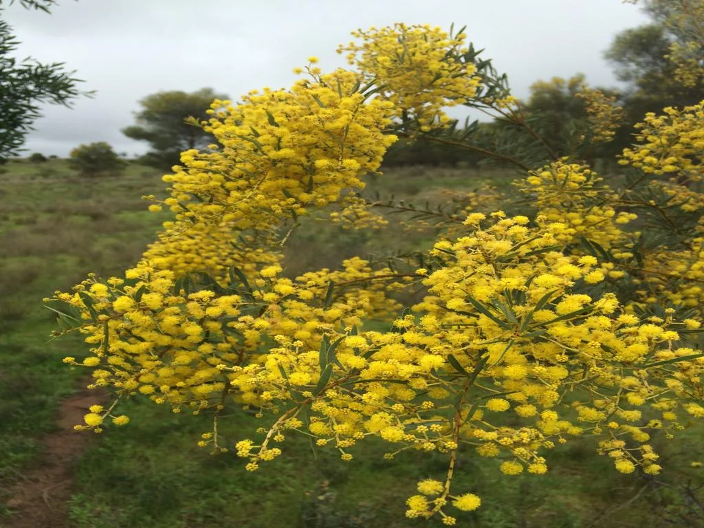 Additional image 41 of 3378 Mid Western Highway, Grenfell NSW 2810