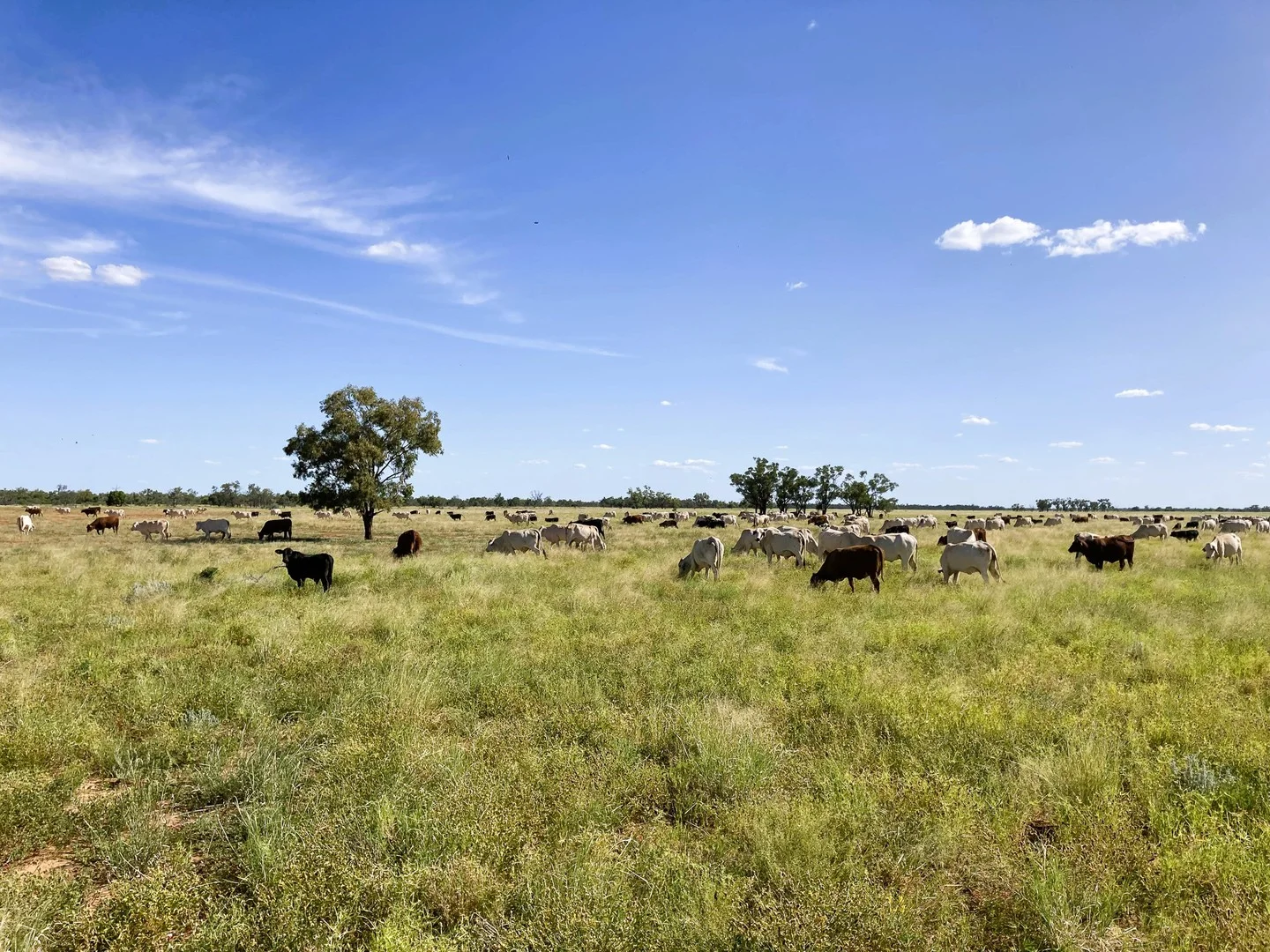 Additional image 2 of 2369 Eureka Plains Road, Enngonia NSW 2840