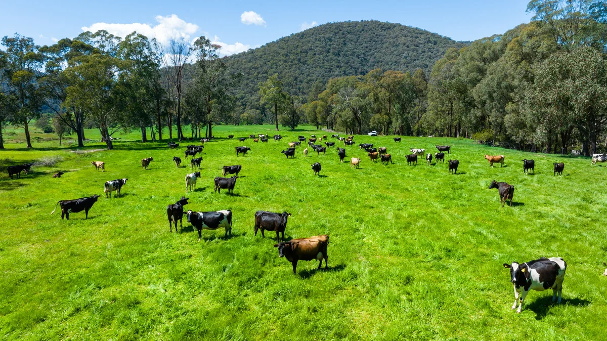 Additional image 22 of 3082 Omeo Highway, Tallandoon VIC 3701