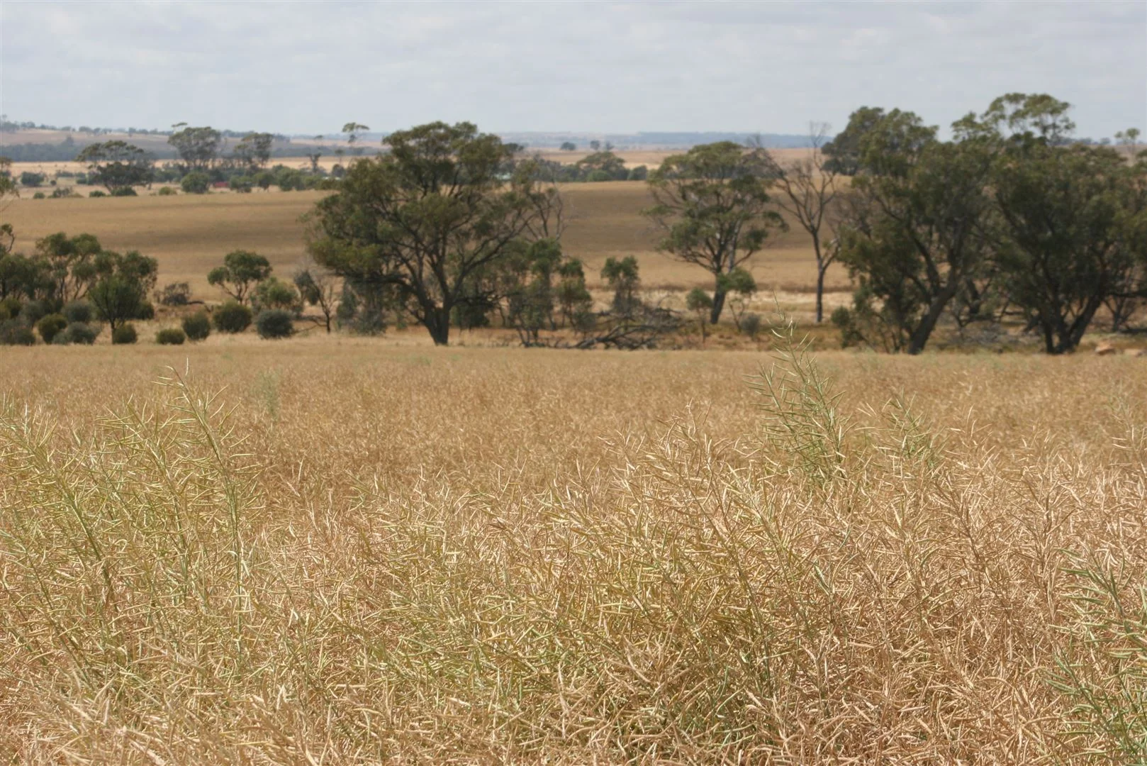 . Madews, Jennacubbine WA 6401