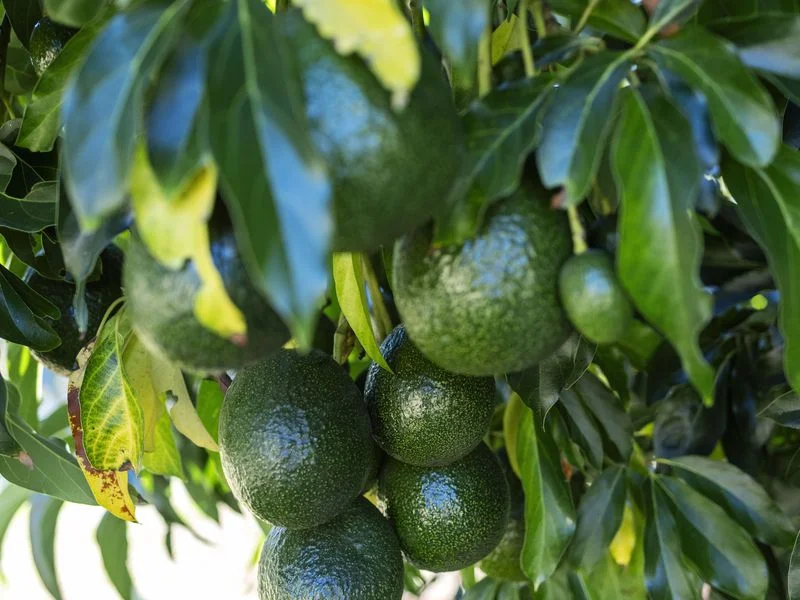 Additional image 2 of 107 Cherry Creek Road, Cherry Creek QLD 4314