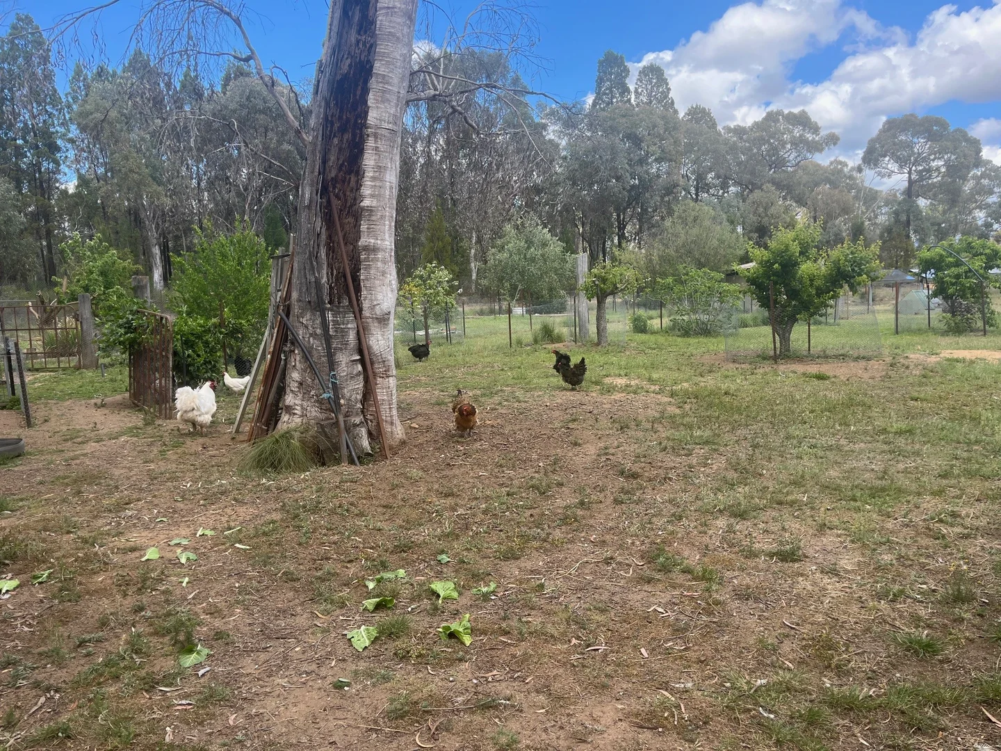 Additional image 21 of 4655 Baradine Road, Coonabarabran NSW 2357