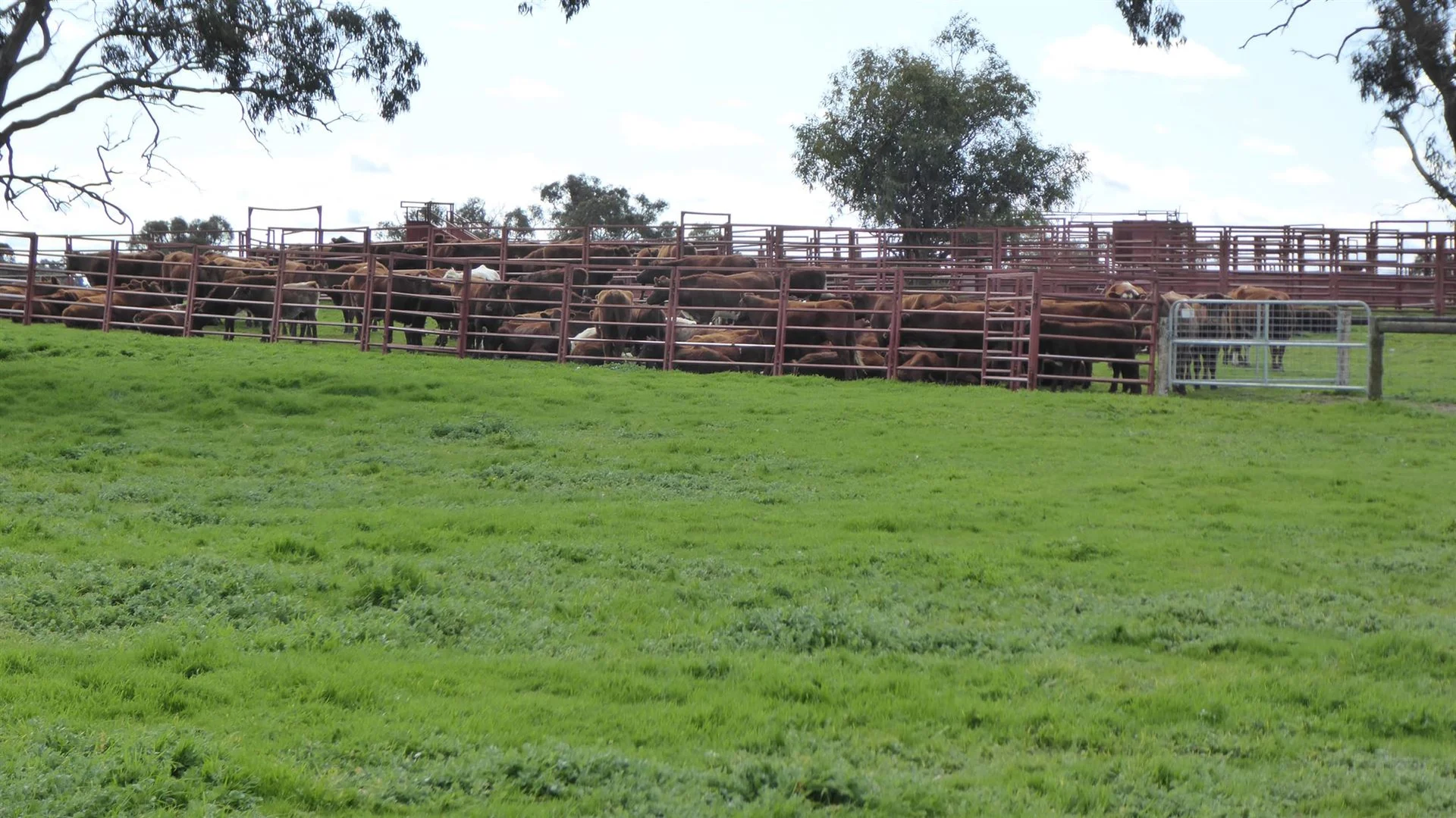 Additional image 22 of 2606 Riddoch Highway, Keith SA 5267