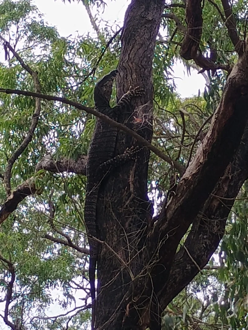 Additional image 21 of Coolah NSW 2843