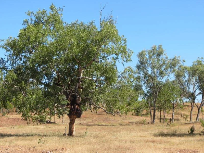 Additional image 15 of Van Lee Station, Mount Surprise QLD 4871