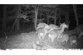 Additional image 21 of Old Bradley Rd, Mardela Springs, MD, 21837