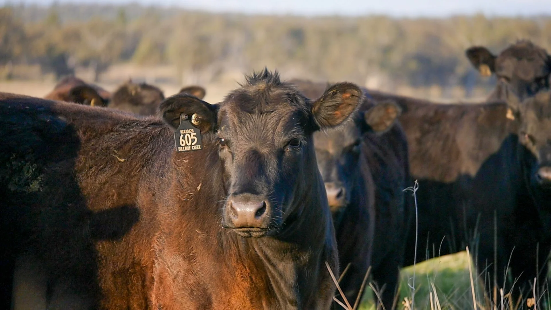 Additional image 4 of 1799 Digilah Road, Dunedoo NSW 2844