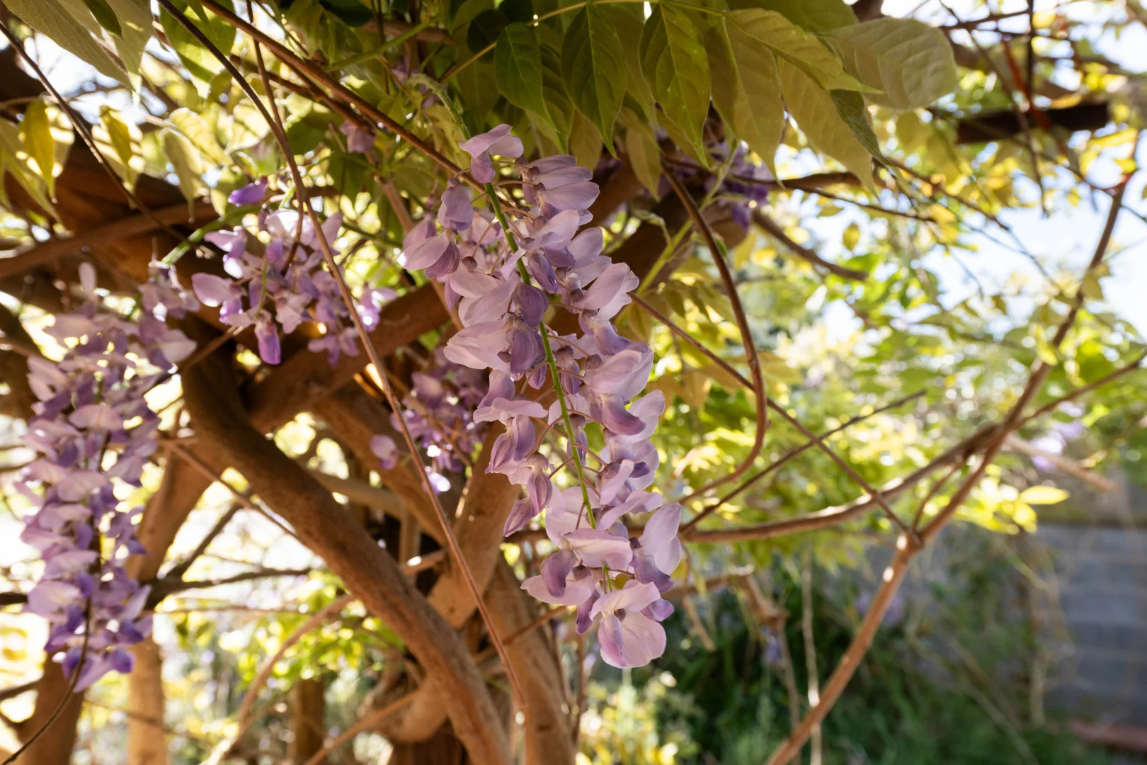 Additional image 25 of 251 Pattersons Lane, Young NSW 2594