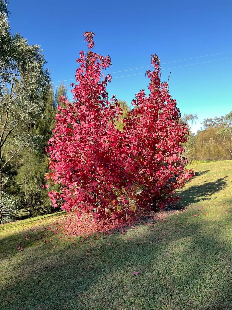 Additional image 17 of Inverell NSW 2360