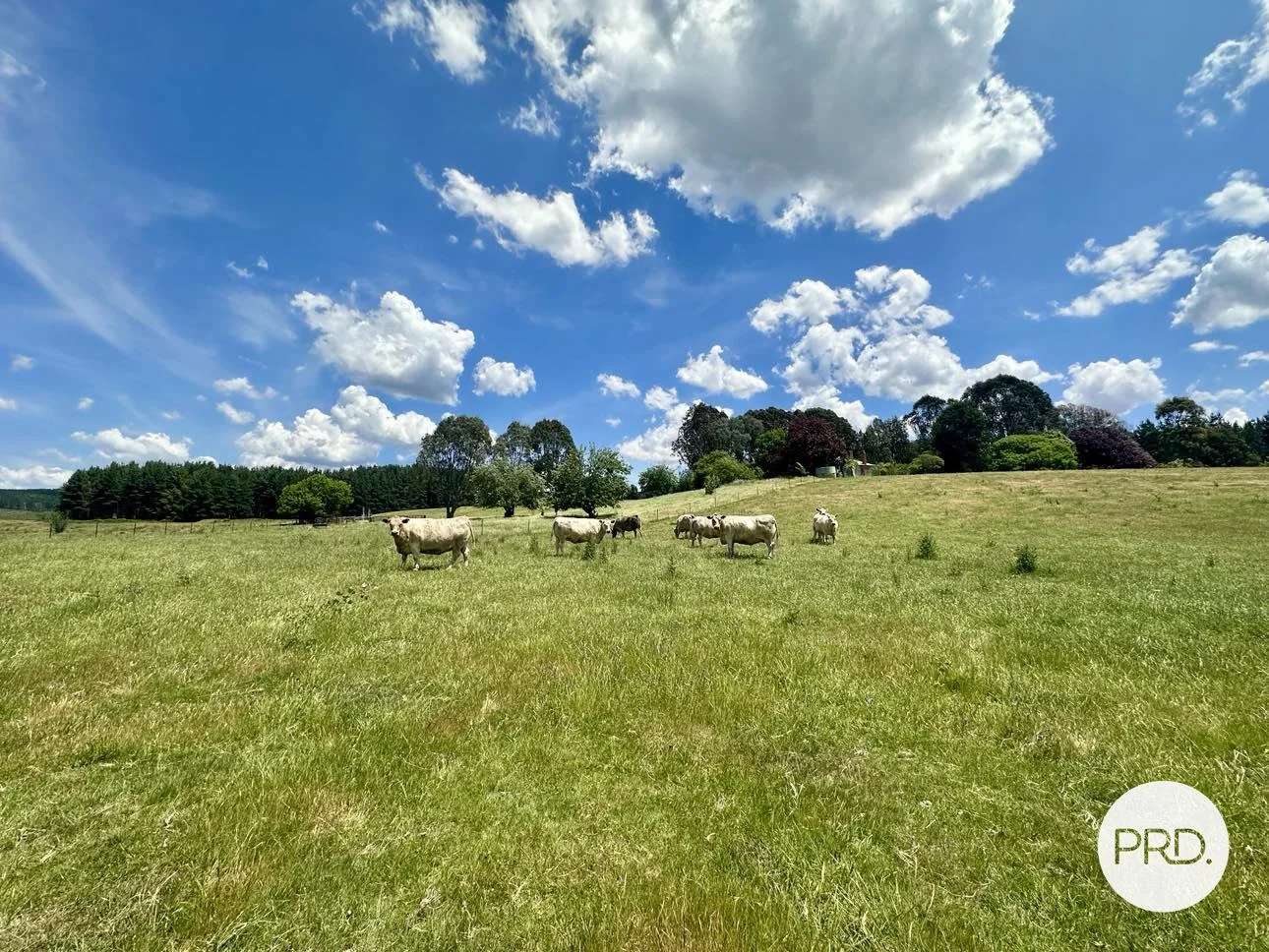 Additional image 18 of 233 Logans Road, Tumbarumba NSW 2653