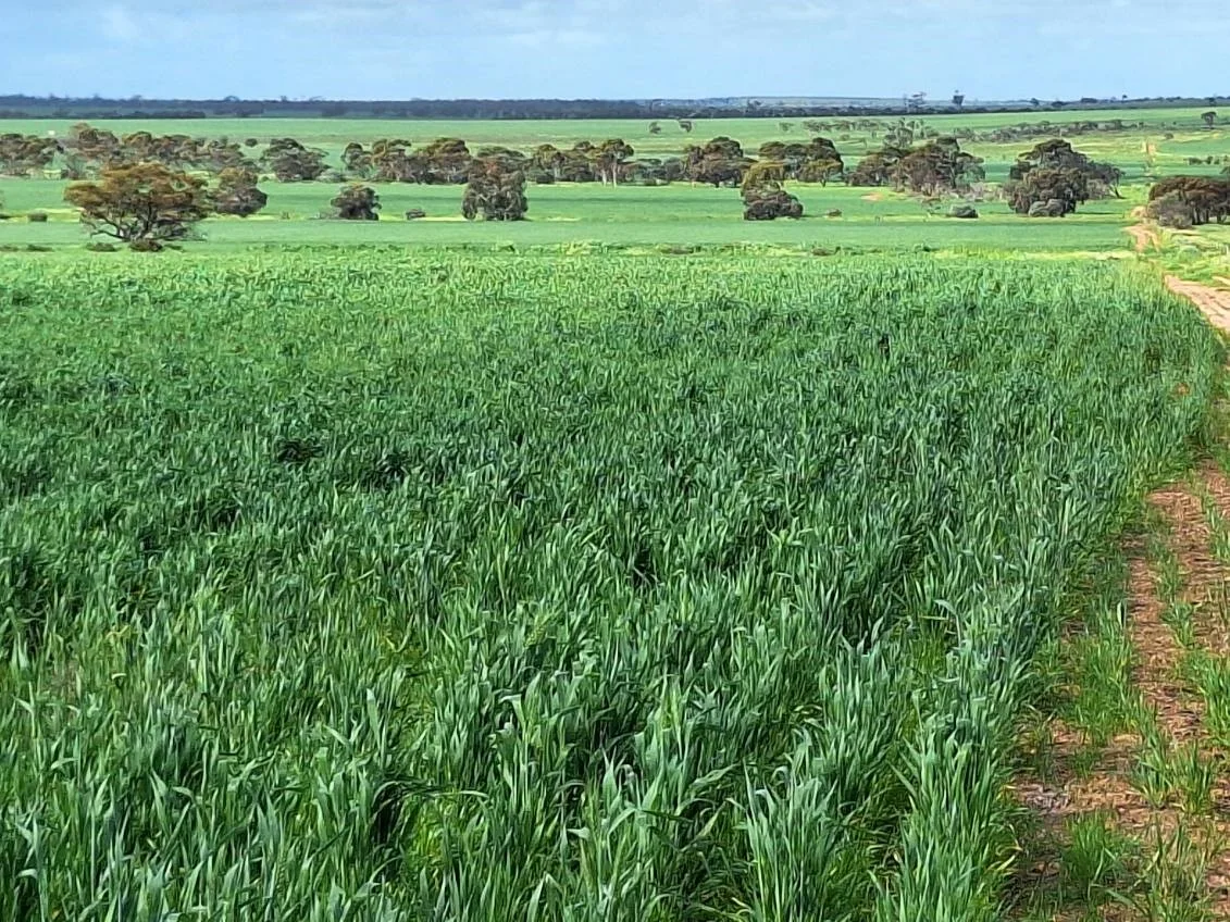 Additional image 9 of Lot 801 Carnamah - Perenjori Road, Carnamah WA 6517