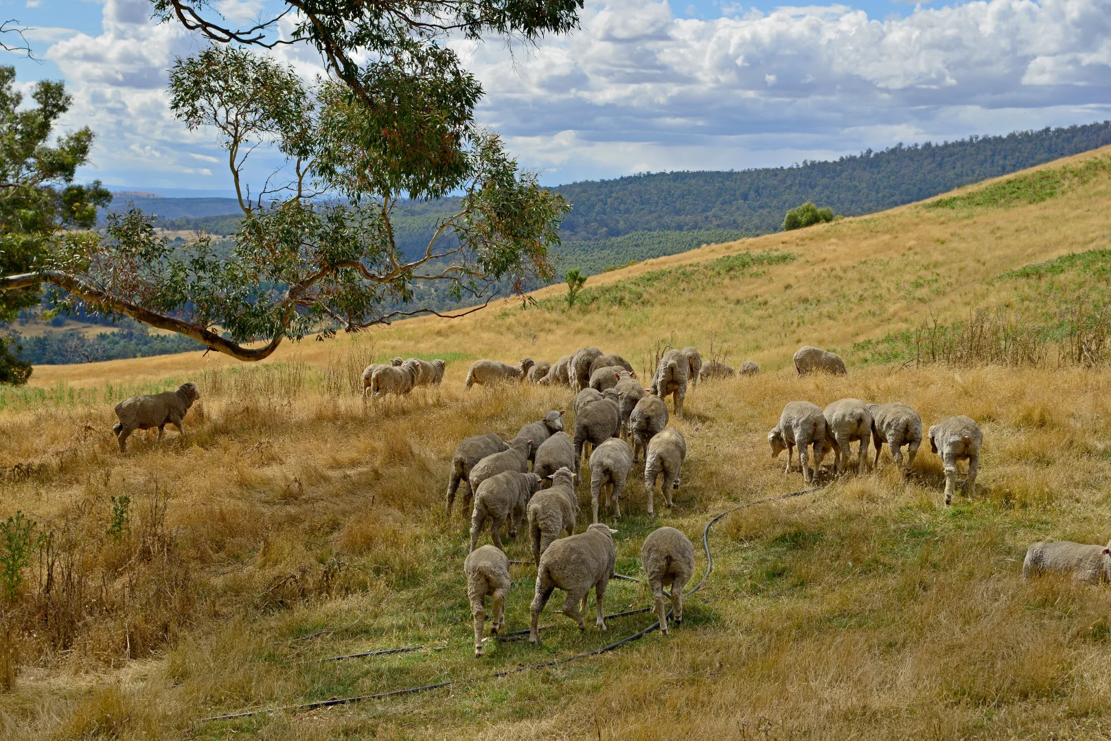 Additional image 5 of 17 Garth Lane, Black Hills TAS 7140