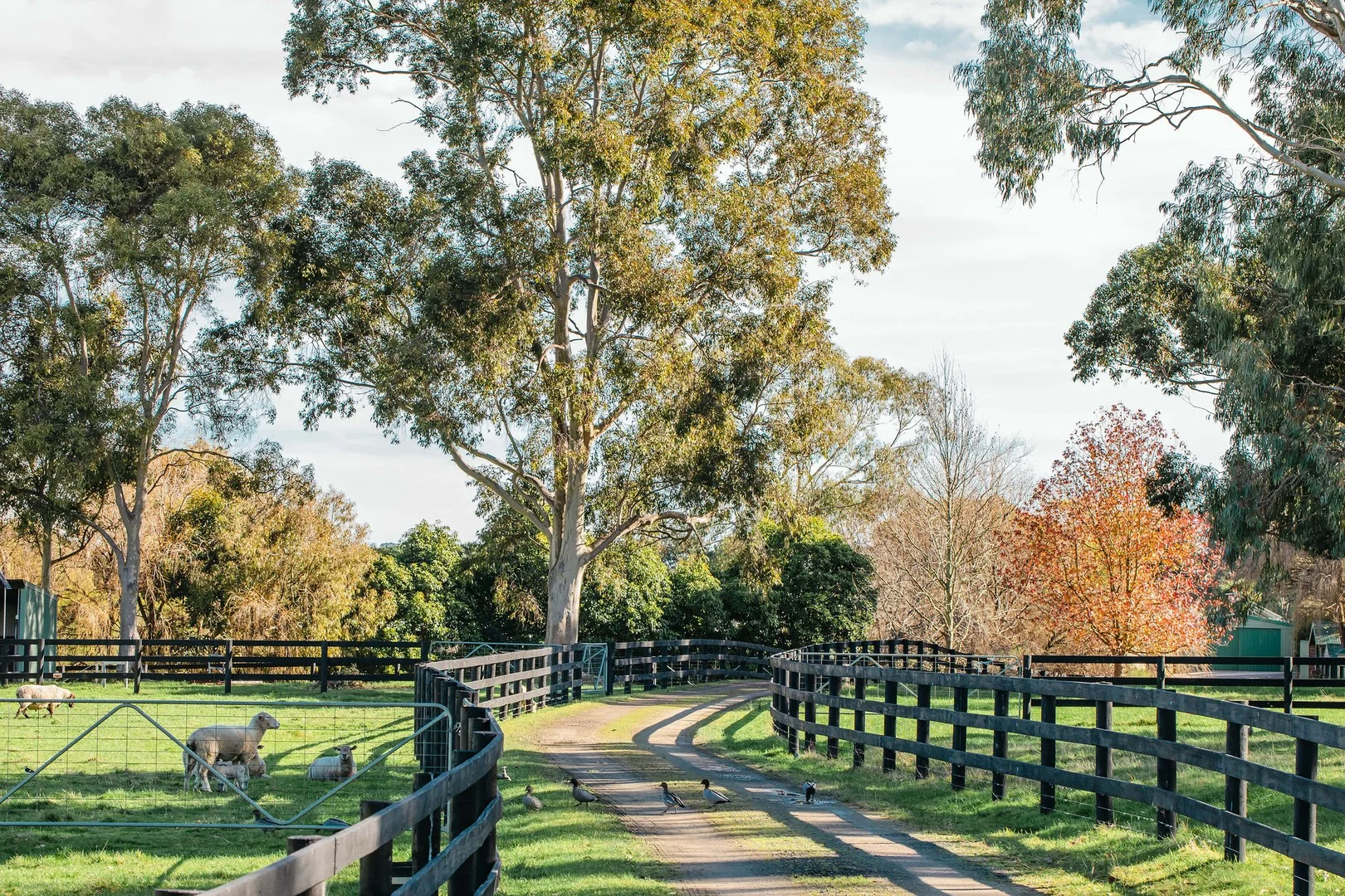 Additional image 5 of 349 Stumpy Gully Road, Balnarring VIC 3926