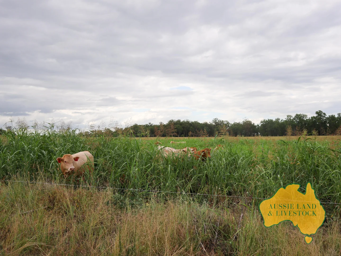 Additional image 72 of 629 Stuart Valley Drive, Haly Creek QLD 4610