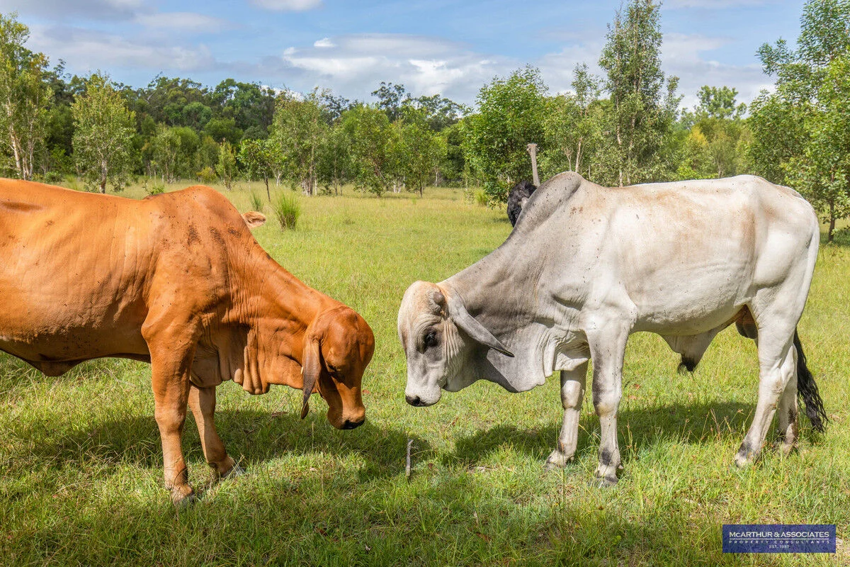 Additional image 21 of Bunya Creek QLD 4655