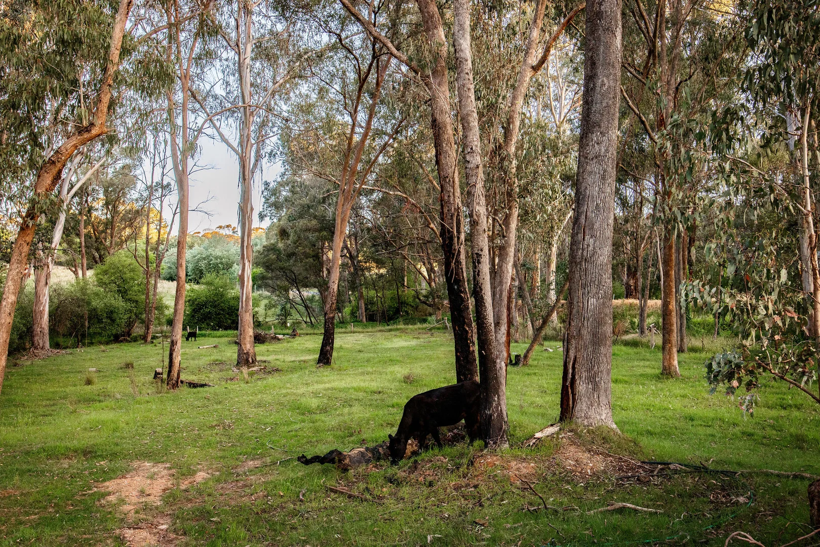 Additional image 21 of 205 Stanley Road, Beechworth VIC 3747