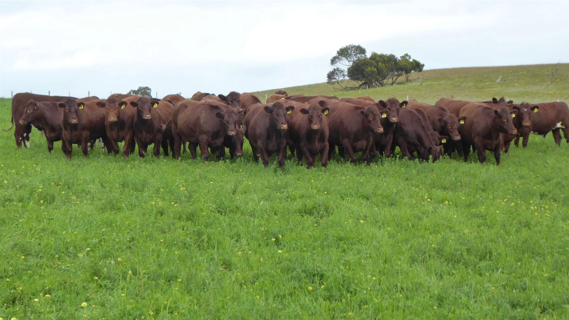 Additional image 6 of 2606 Riddoch Highway, Keith SA 5267