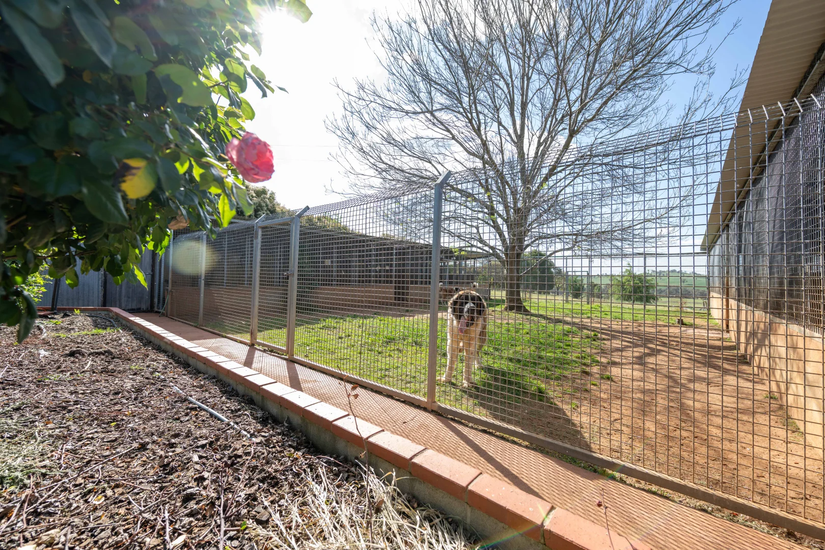 Additional image 21 of 251 Pattersons Lane, Young NSW 2594