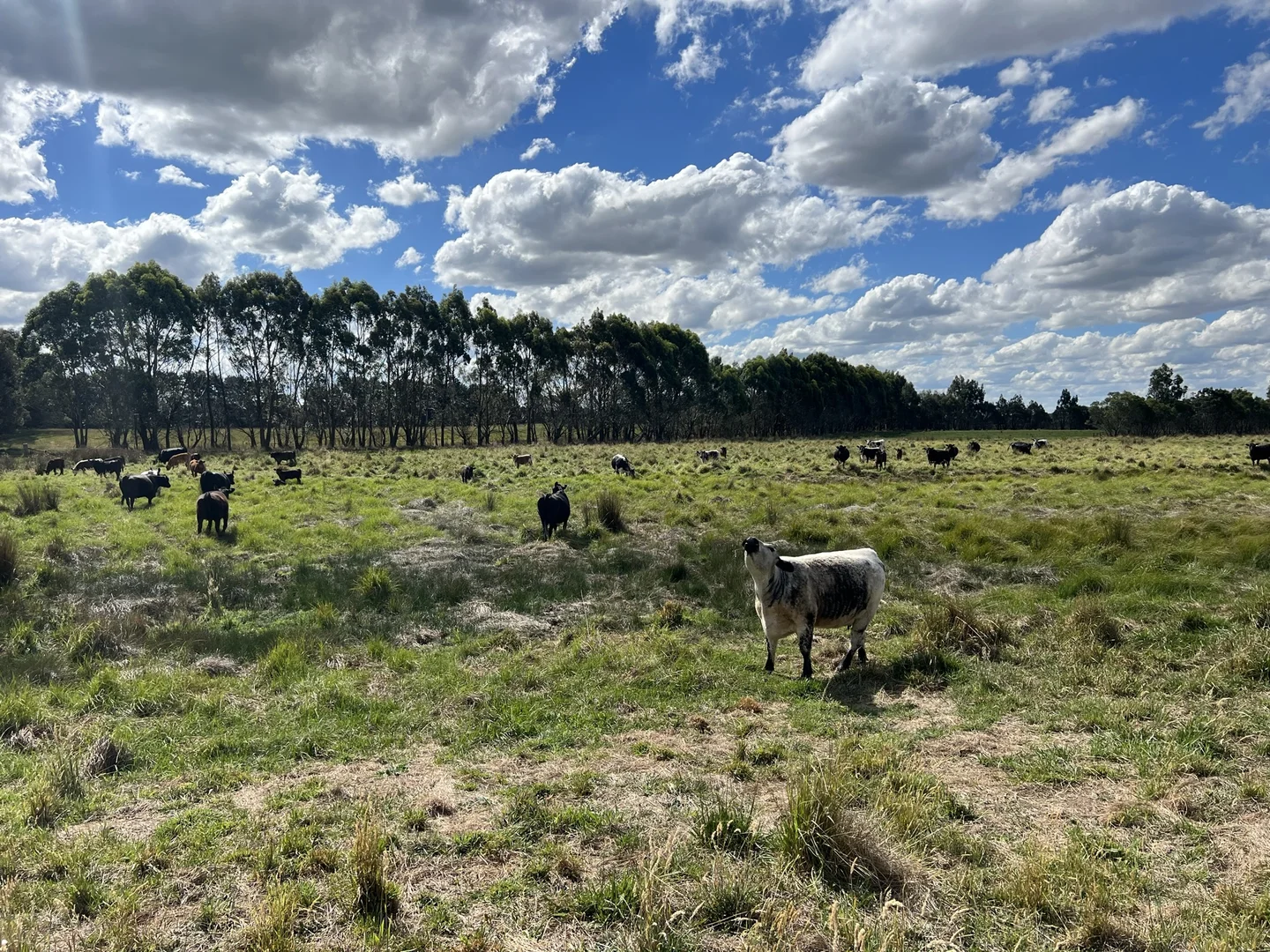 Additional image 29 of Lot 1 Mount Rae Road, Roslyn, Crookwell NSW 2583