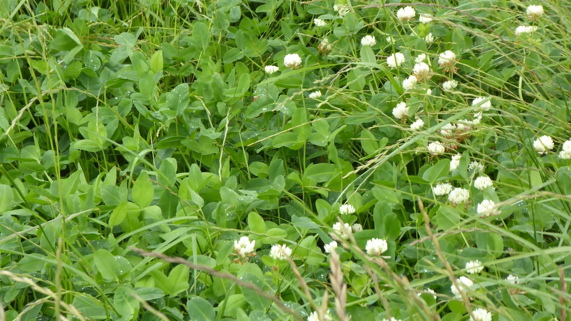 Additional image 4 of 2606 Riddoch Highway, Keith SA 5267