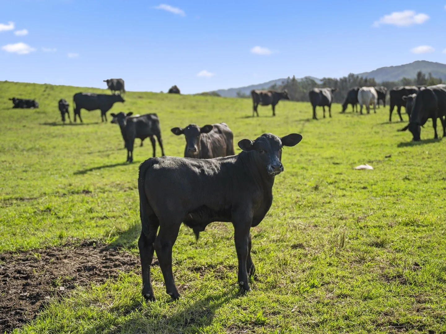 Additional image 8 of 1129 Martells Road, Urunga NSW 2455