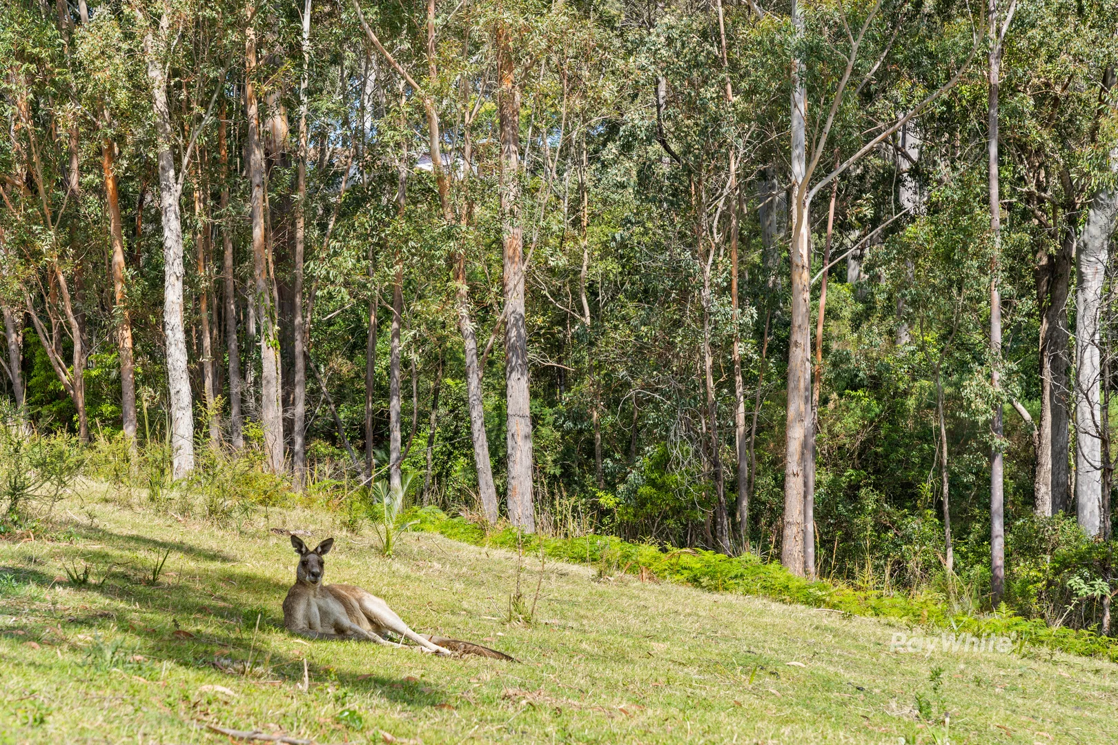 Additional image 4 of 109 Courtenay Crescent, Long Beach NSW 2536