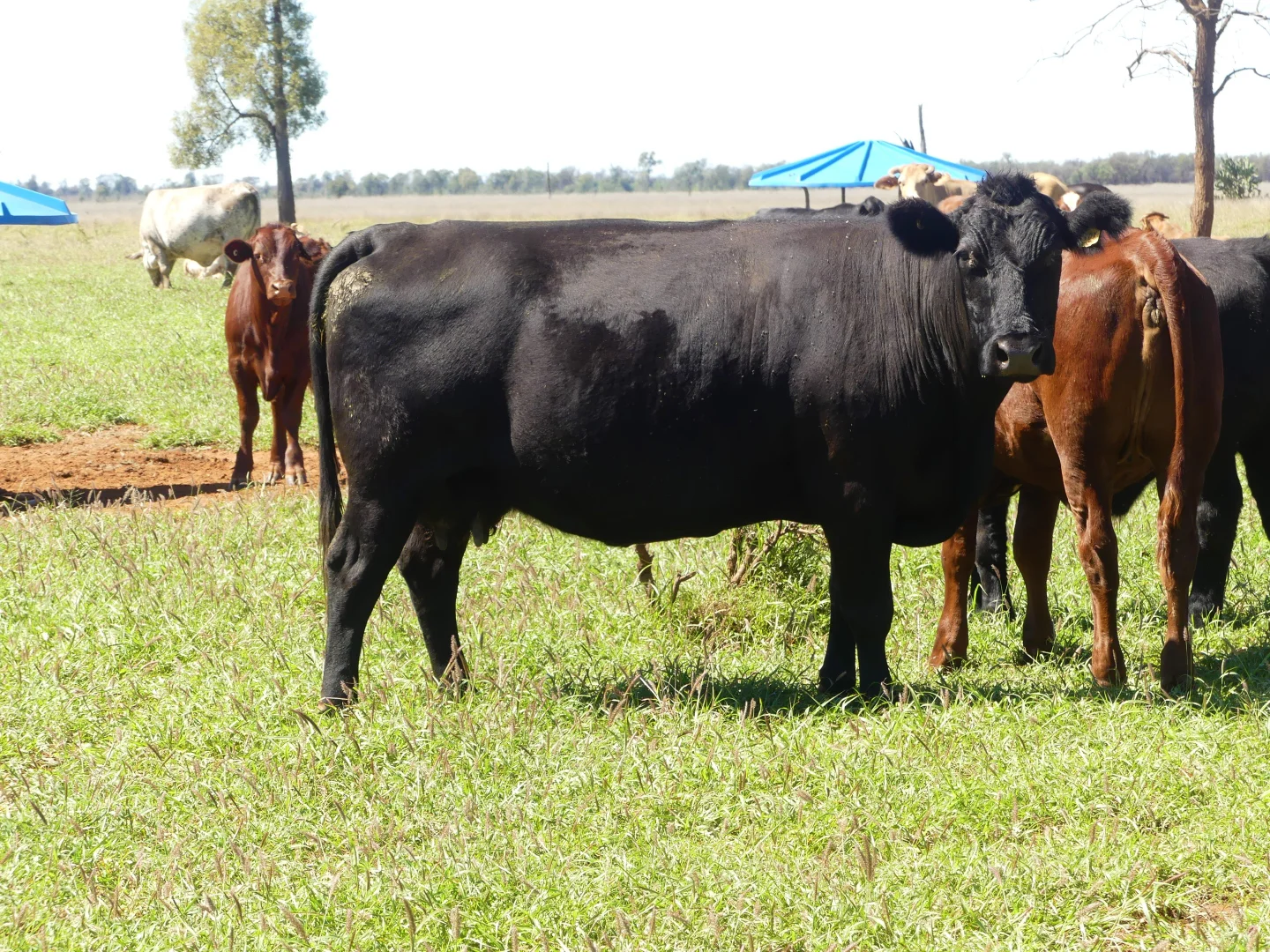 Additional image 19 of "Bonavista" 13724 Mitchell - St George road, Roma QLD 4455