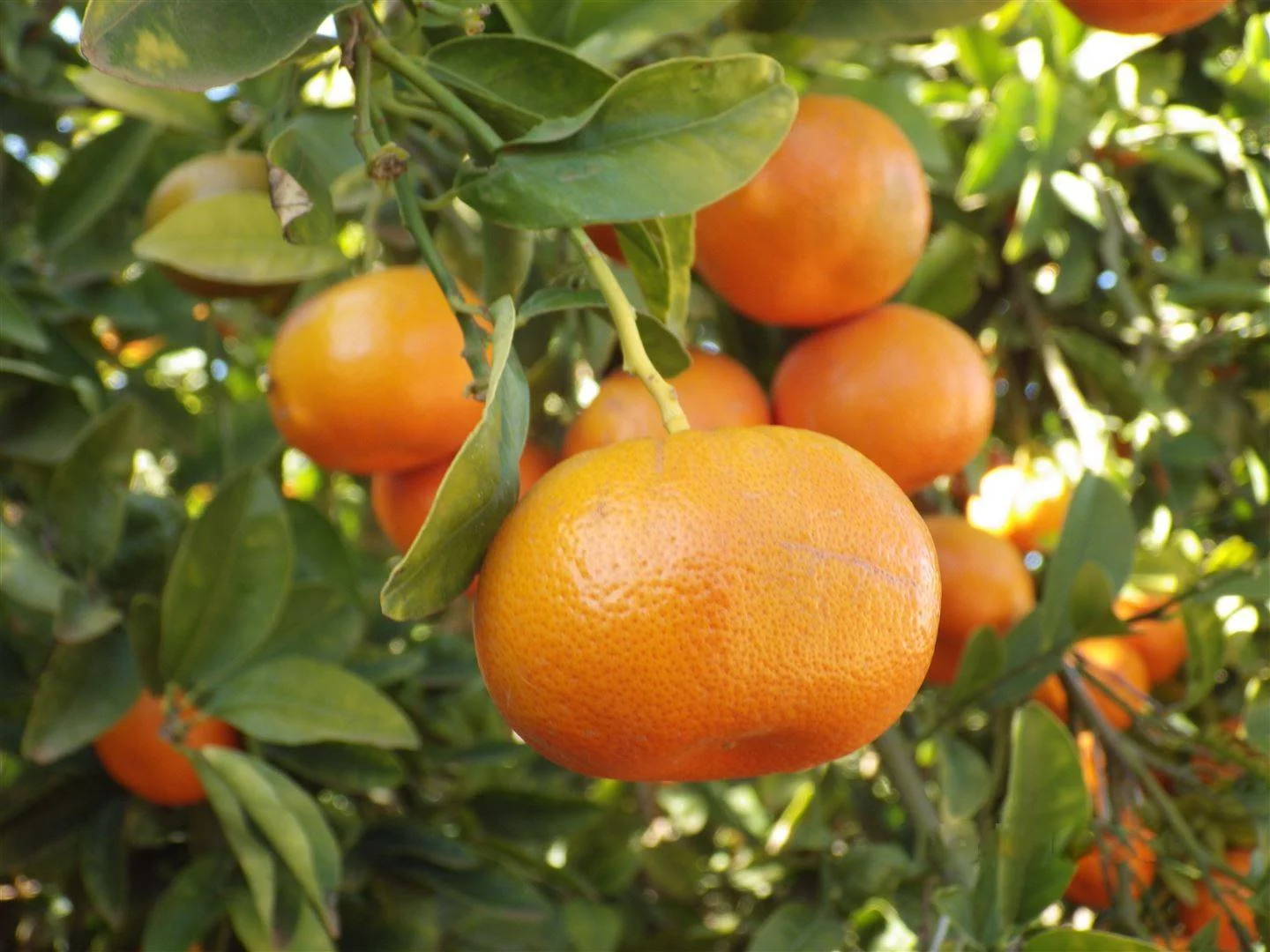 Additional image 9 of Lot 1 & 2 Government Road, Renmark SA 5341