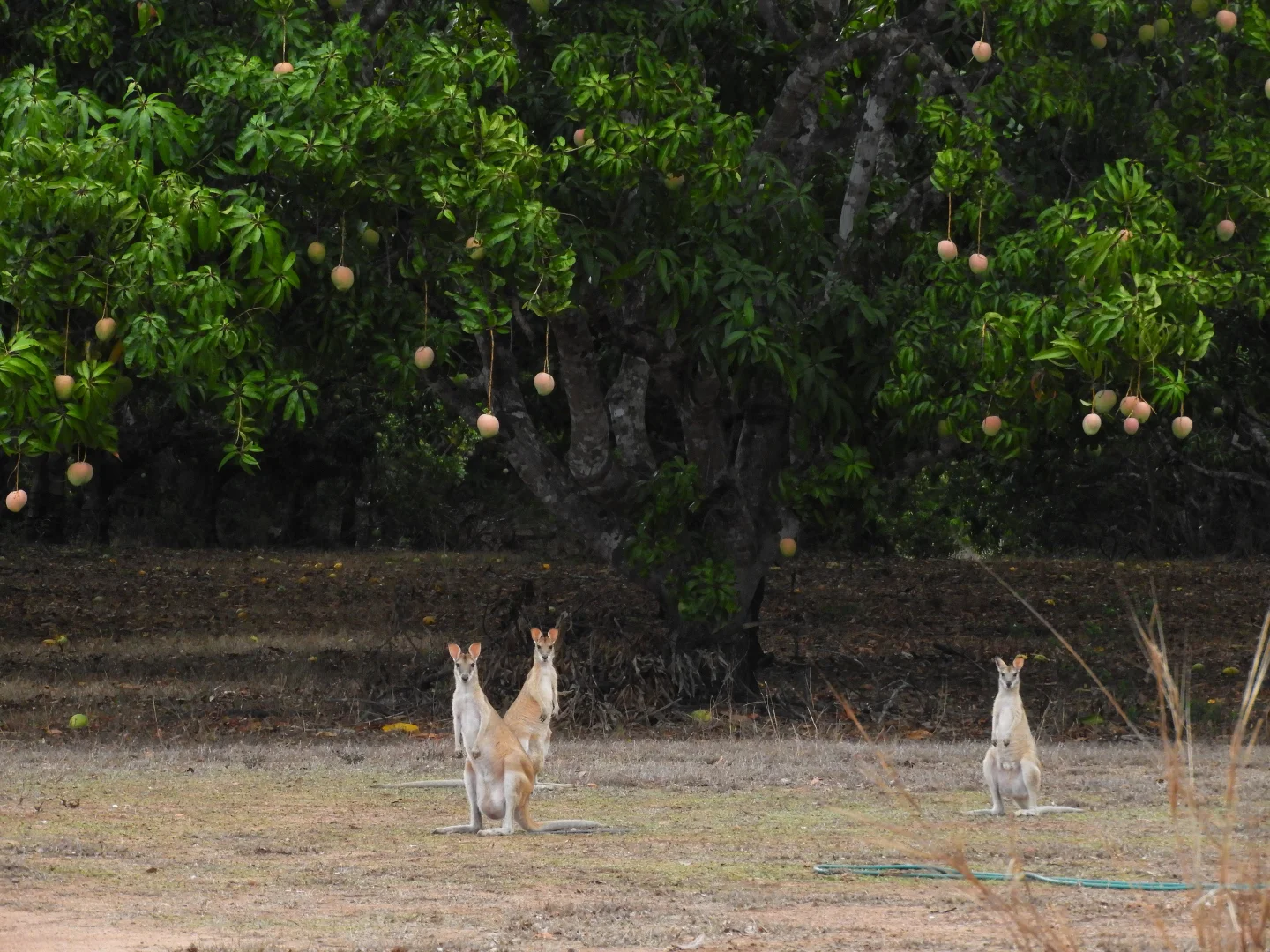 Additional image 17 of 685 Miles Road, Eva Valley NT 0822