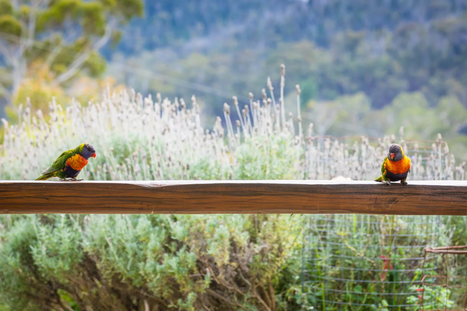 Additional image 25 of 1171 Princes Highway, Kiah NSW 2551