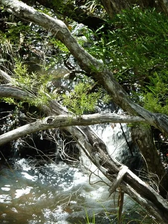 Additional image 7 of Lot 123 Two Chain Road, Koah QLD 4881