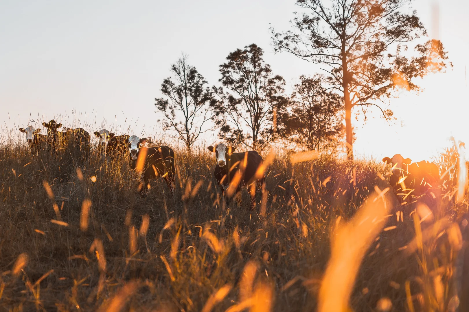 Additional image 19 of 180 Runnymede Road, Kyogle NSW 2474