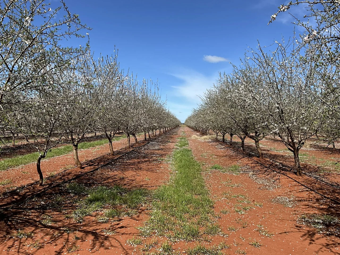 Additional image 14 of 226 & 276 New Farms Road, Nericon NSW 2680