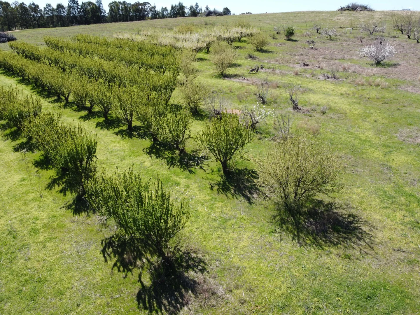 Additional image 10 of 264 Scenic Road, Young NSW 2594
