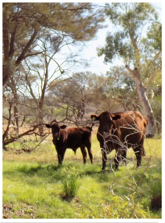 Additional image 21 of Yoothapina Station, Meekatharra WA 6642