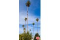 Additional image 29 of 927 1/2 Victoria Ave, Venice, CA, 90291