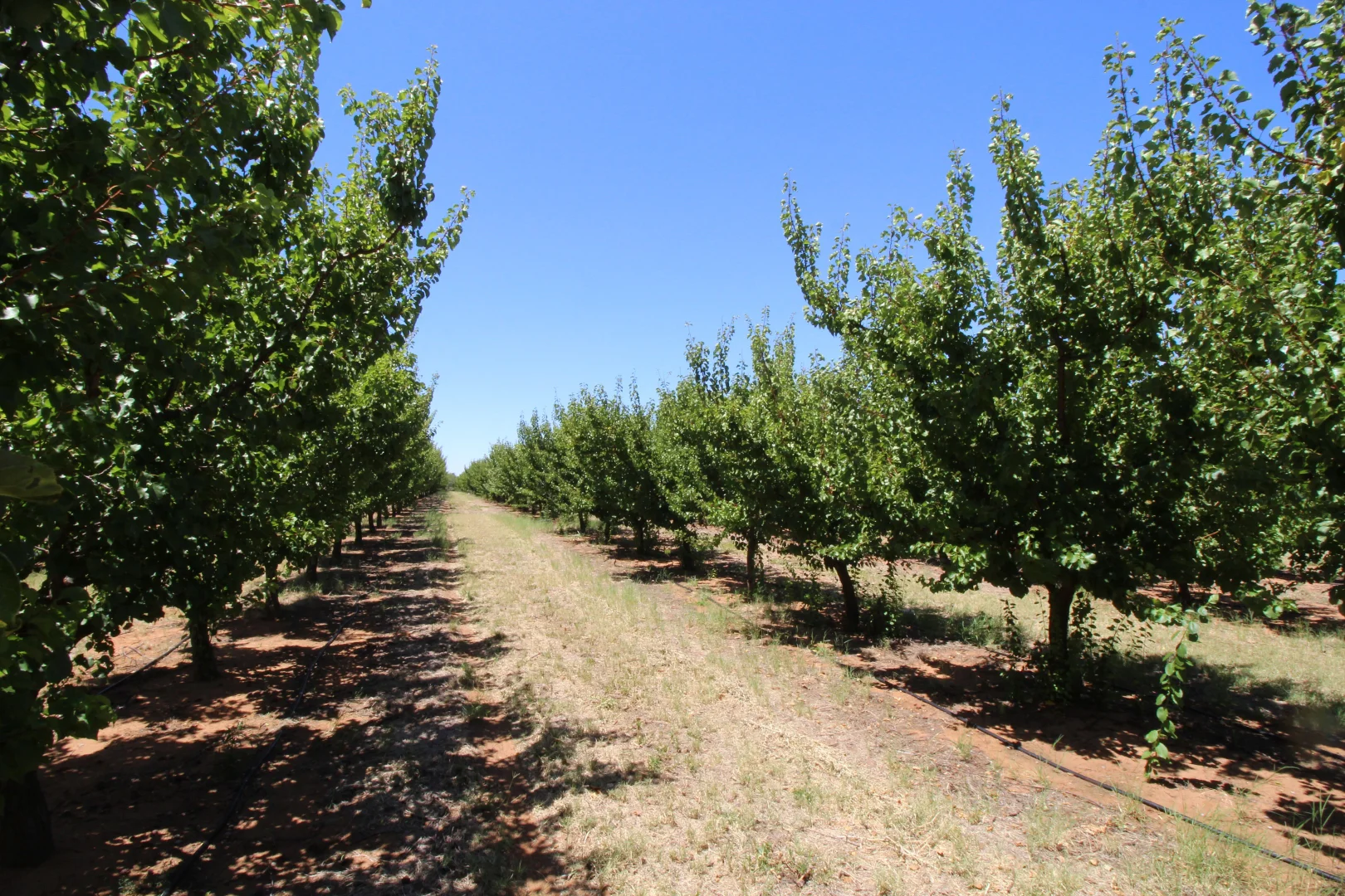 Additional image 5 of Lot 54 Newton Road, Loxton SA 5333