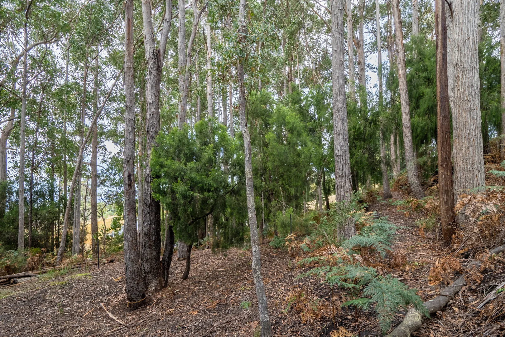 Additional image 10 of Channel Highway, Flowerpot TAS 7163