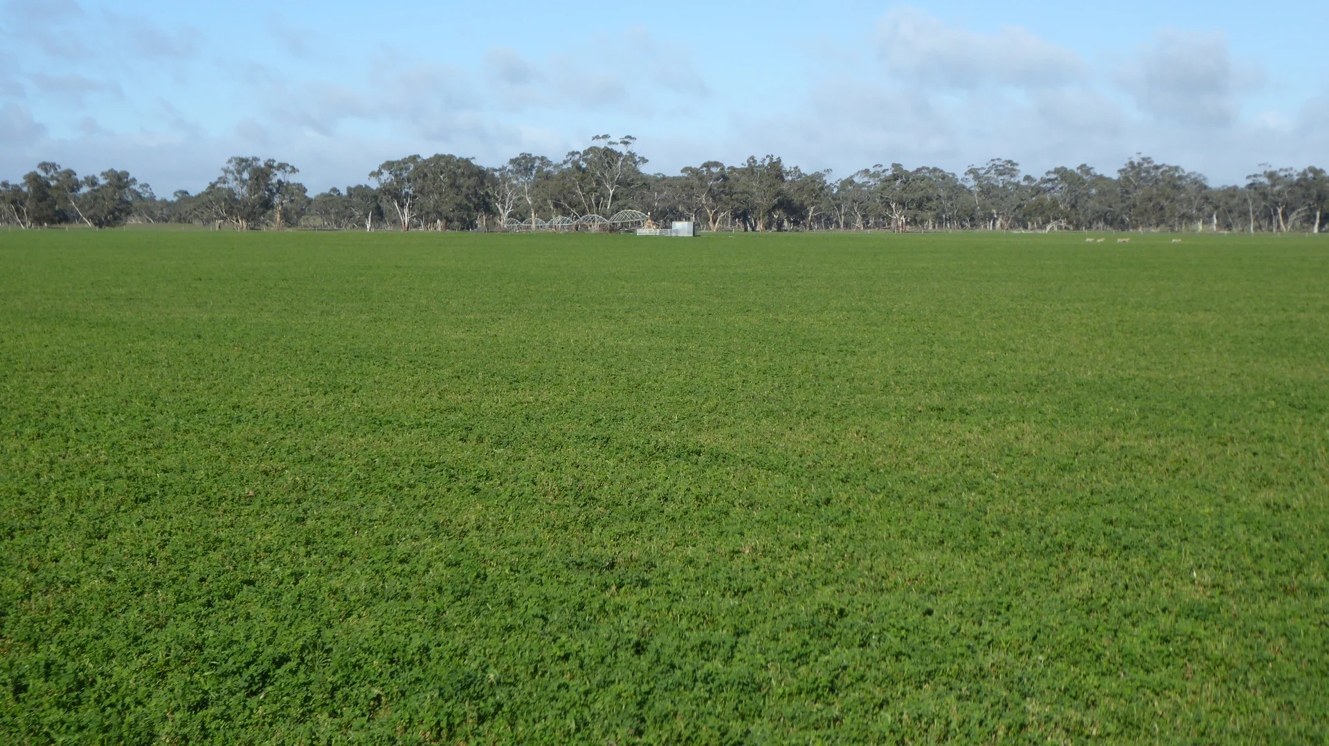 Additional image 19 of "Wyruna" 2989 Naracoorte Road, Western Flat SA 5268