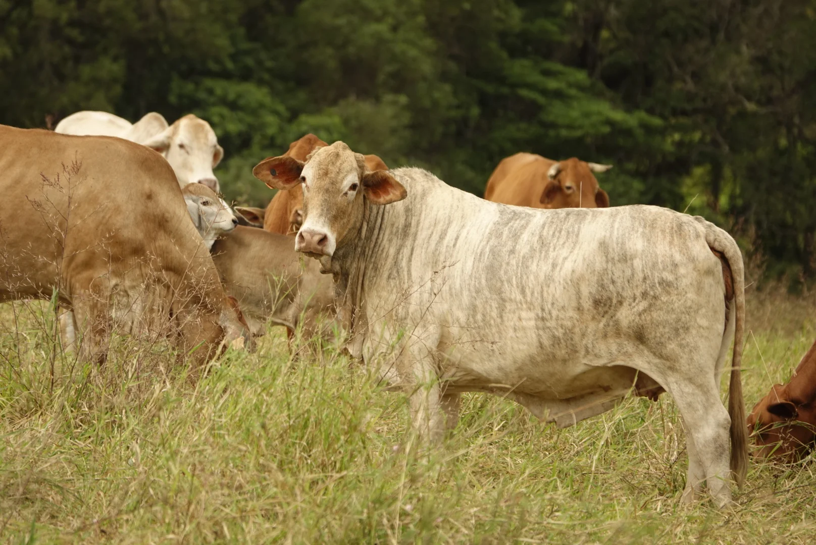 Additional image 47 of 1297 Mossman - Mt Molloy Rd, Julatten QLD 4871