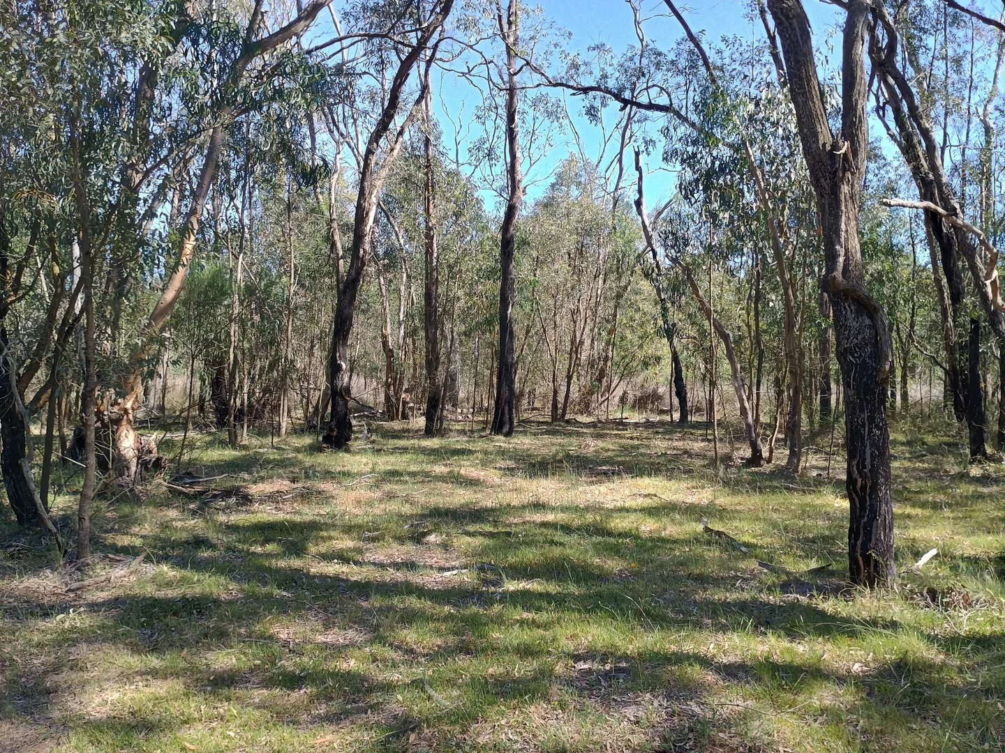 Additional image 5 of Coolah NSW 2843