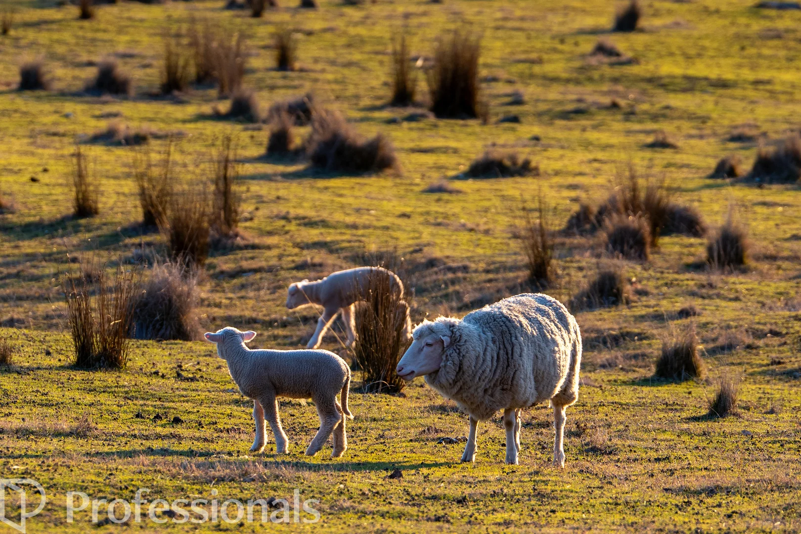 Additional image 19 of 174 Emu Swamp Road, Orange NSW 2800