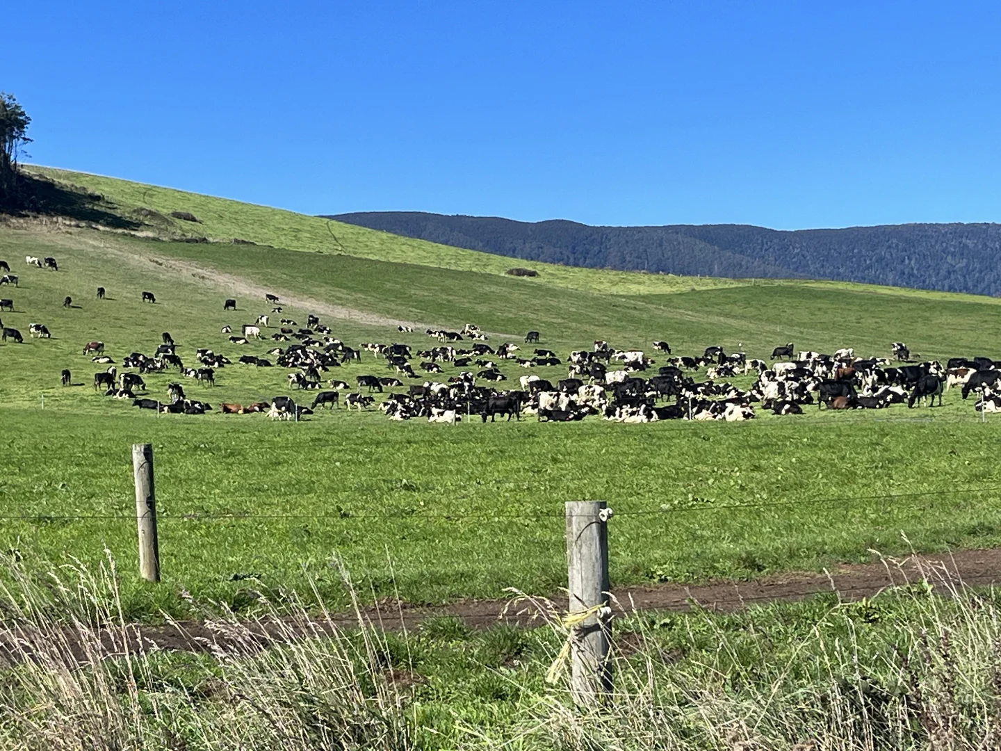 Additional image 12 of 630 Ten Mile Track, Springfield TAS 7260
